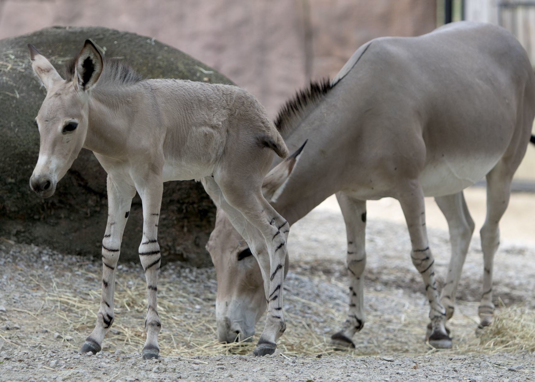 Tobias is the newest Zoo resident